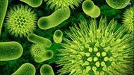 تحقیق درباره باکتری ها